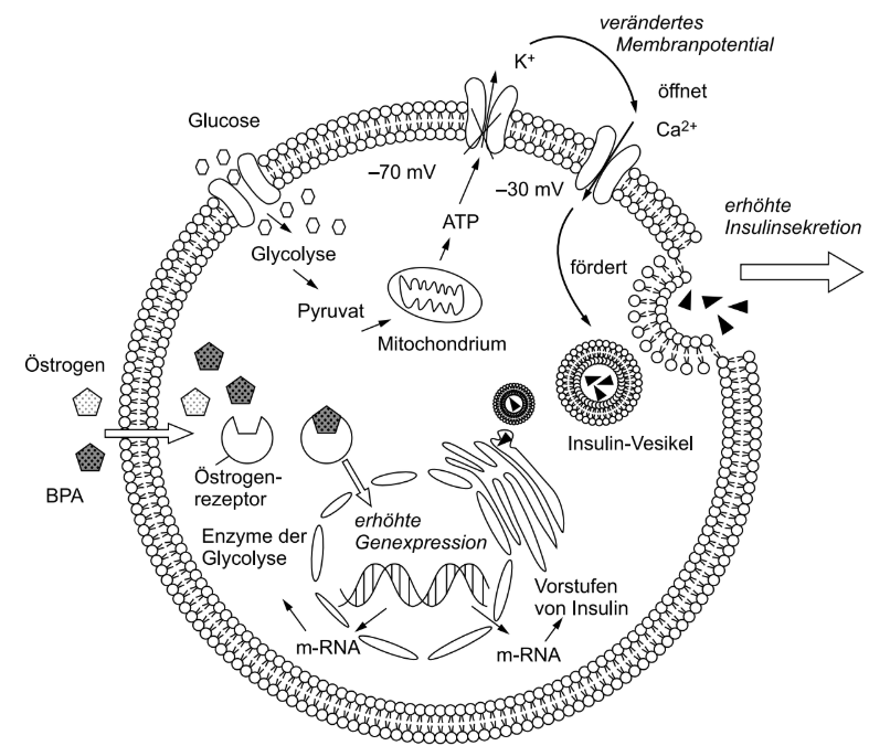Schematische Darstellung einer Zelle mit Insulinsekretion und Einfluss von Glucose, Östrogen und BPA.